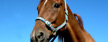 Workshop Reiten 1